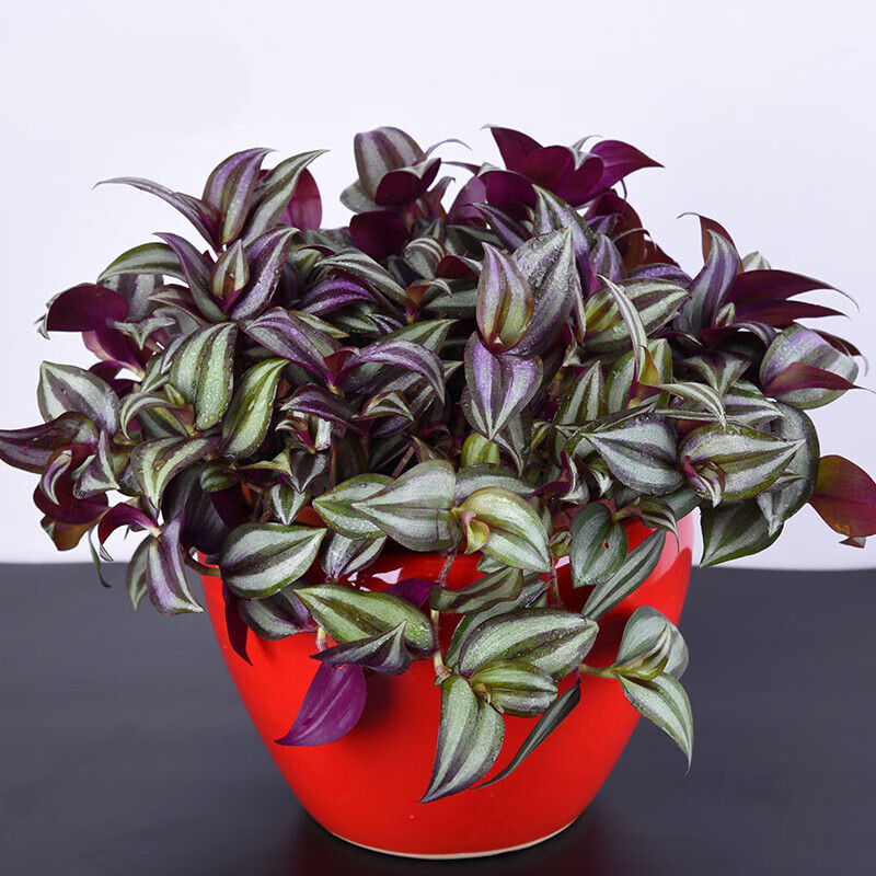 绿萝千叶吊兰金鱼吊兰金边吊兰佛珠吊兰牡丹吊兰 紫色吊竹梅 金边