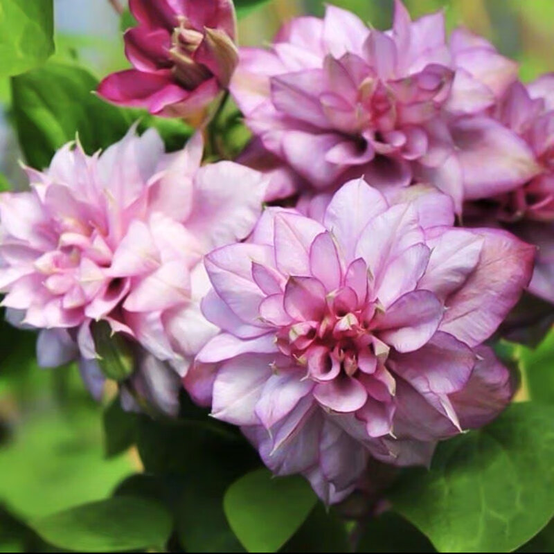 铁线莲爬藤植物盆栽乌托邦银币重瓣大花大苗庭院阳台藤本攀援花卉