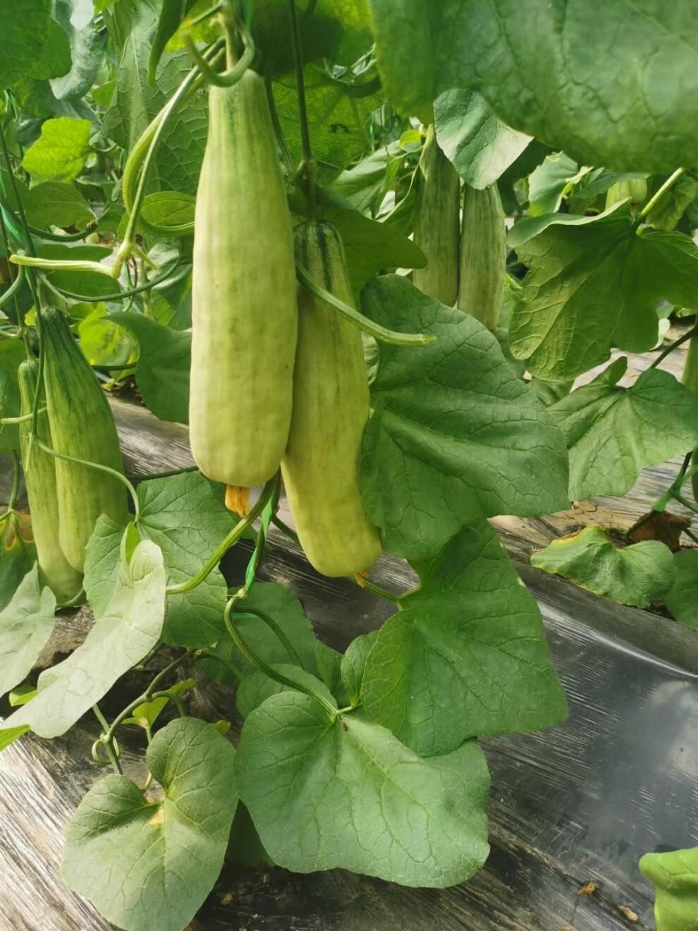 【现摘】正宗山东羊角蜜甜瓜哈密瓜密瓜博洋香瓜新鲜水果现摘现发整箱