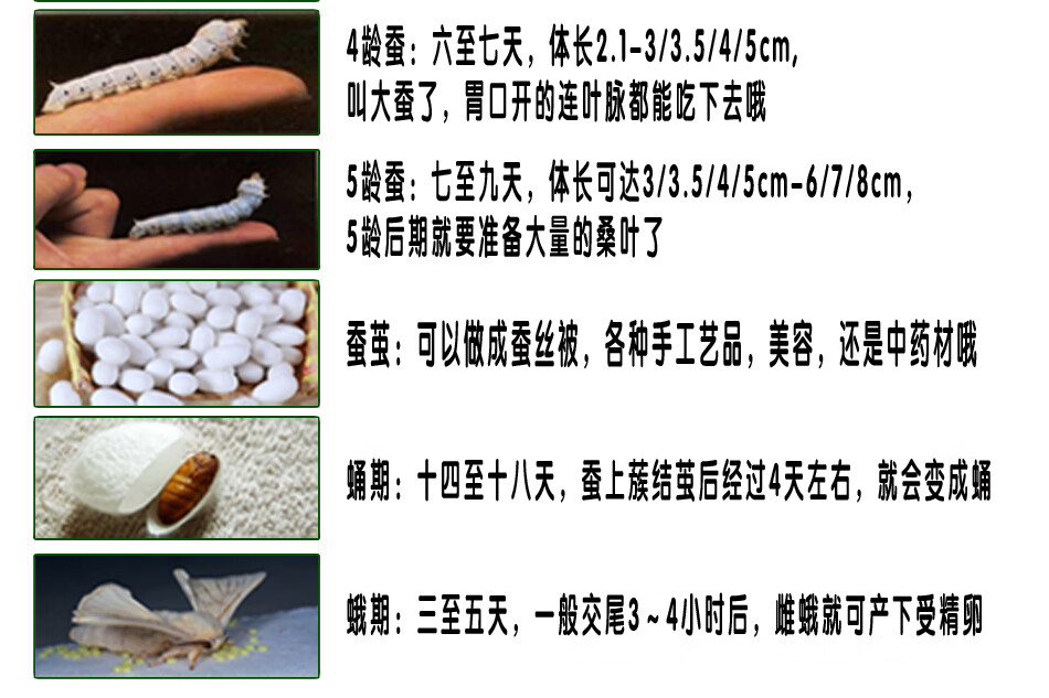 nsour蚕宝宝金丝宠物彩色活体活白蚕12345龄蚕蛋学生蚕桑蚕活蚕2龄彩