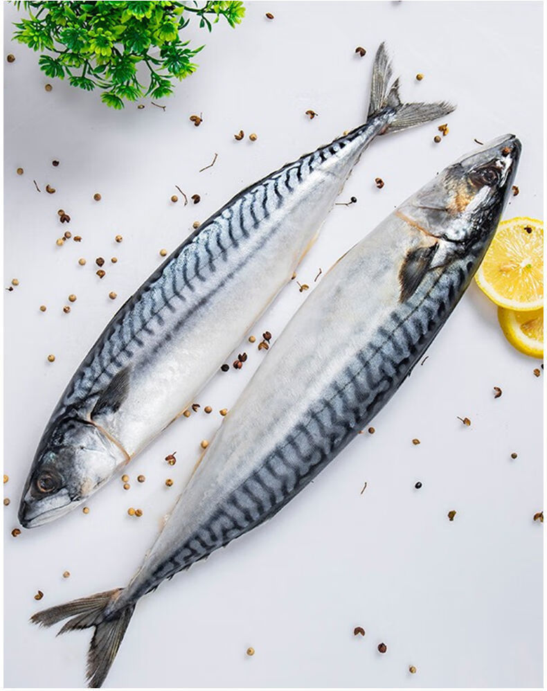 鲐鱼新鲜鲐鲅鱼青占鱼青花鱼海捕新鲜青花鱼海鲜水产莫尔加德7斤装
