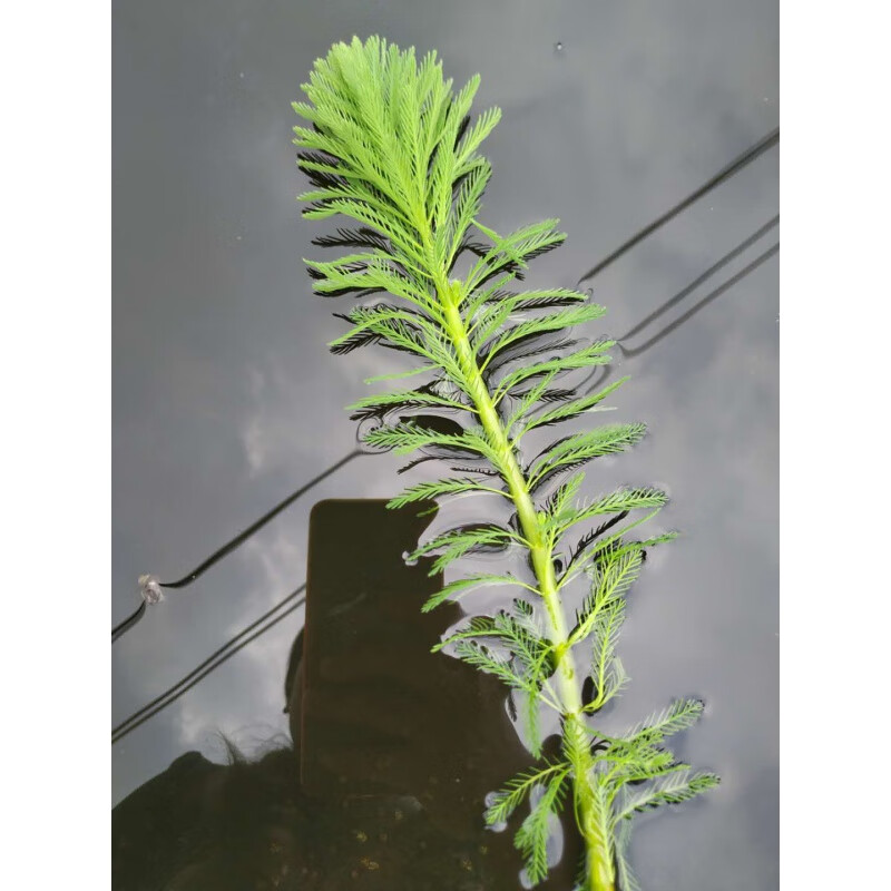 【京东推荐】蜈蚣草耐低温懒人真水草鱼缸造景装饰净水植物绿菊金鱼藻