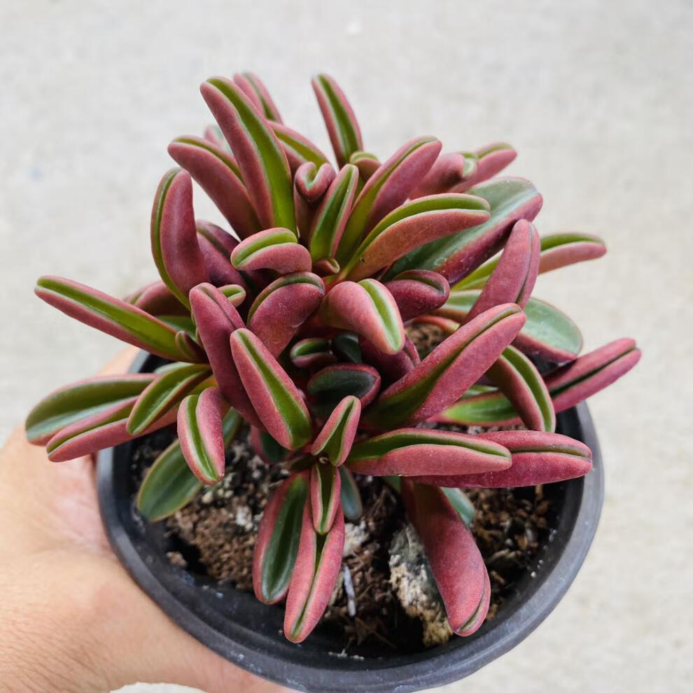 红背椒草多头稀有多肉植物组合盆栽室内绿植带香味的多肉 红背椒草