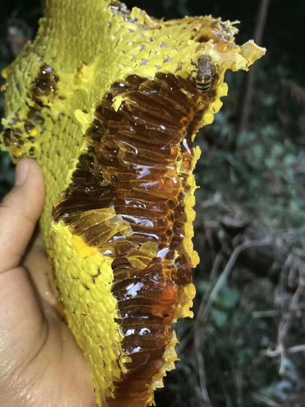 蜂巢蜜 蜂蜜 新蜜上市 农家自产蜂巢蜜新蜂巢蜜 土蜂蜜 嚼着吃盒装