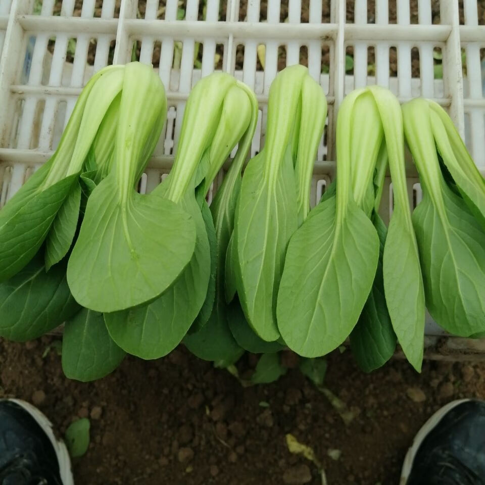 新鲜小油菜上海青小青菜青菜应季蔬菜小油菜现摘现发农家自种3斤实惠