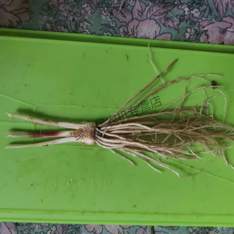江影清新鲜现挖紫根宽叶大叶韭菜根苗韭菜根1斤约100130颗