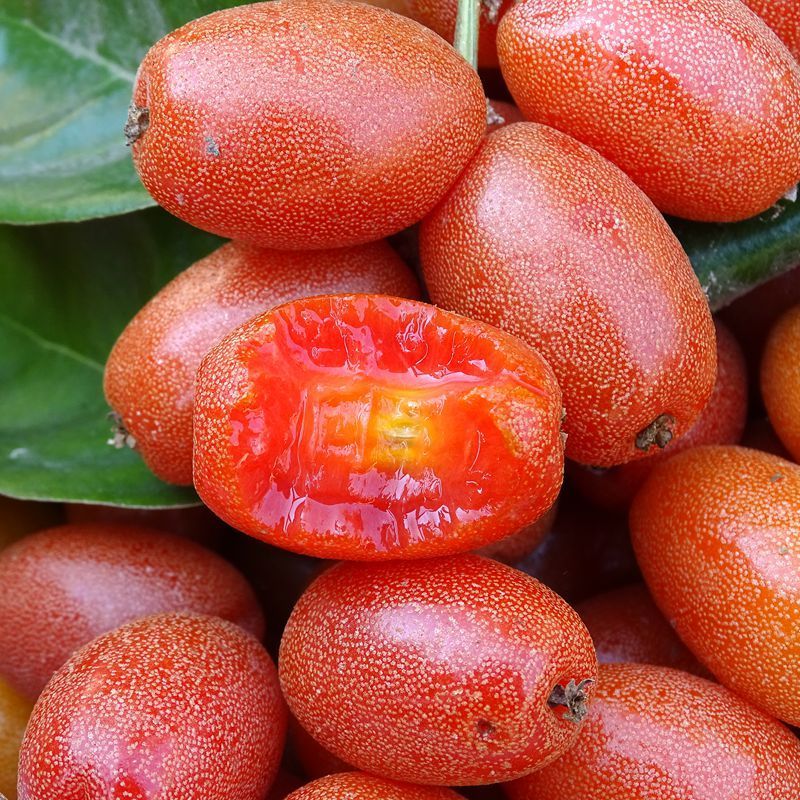 云南水果临沧羊奶果牛奶果牛虱子新鲜水果孕妇水果现摘现发羊奶果500g