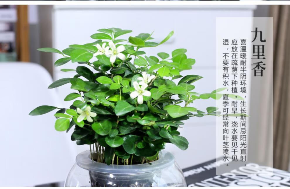 九里香水培植物綠植花卉盆栽鮮花花卉觀花植物室內淨化空氣植物大號