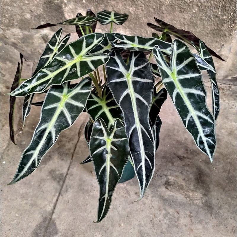 千惠美小仙女黑叶竹芋海芋黑叶观音莲植物盆栽办公室室内绿植带盆栽好