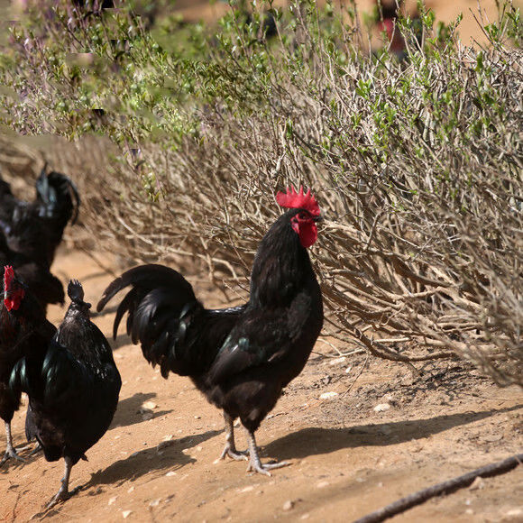 散养公鸡大土鸡大公鸡黑脚鸡散养大冠公鸡宰杀后6斤左右