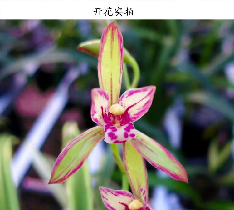 【精选】金边矮种紫妖姬四季兰花苗花期带花苞出售建兰室内花卉绿植