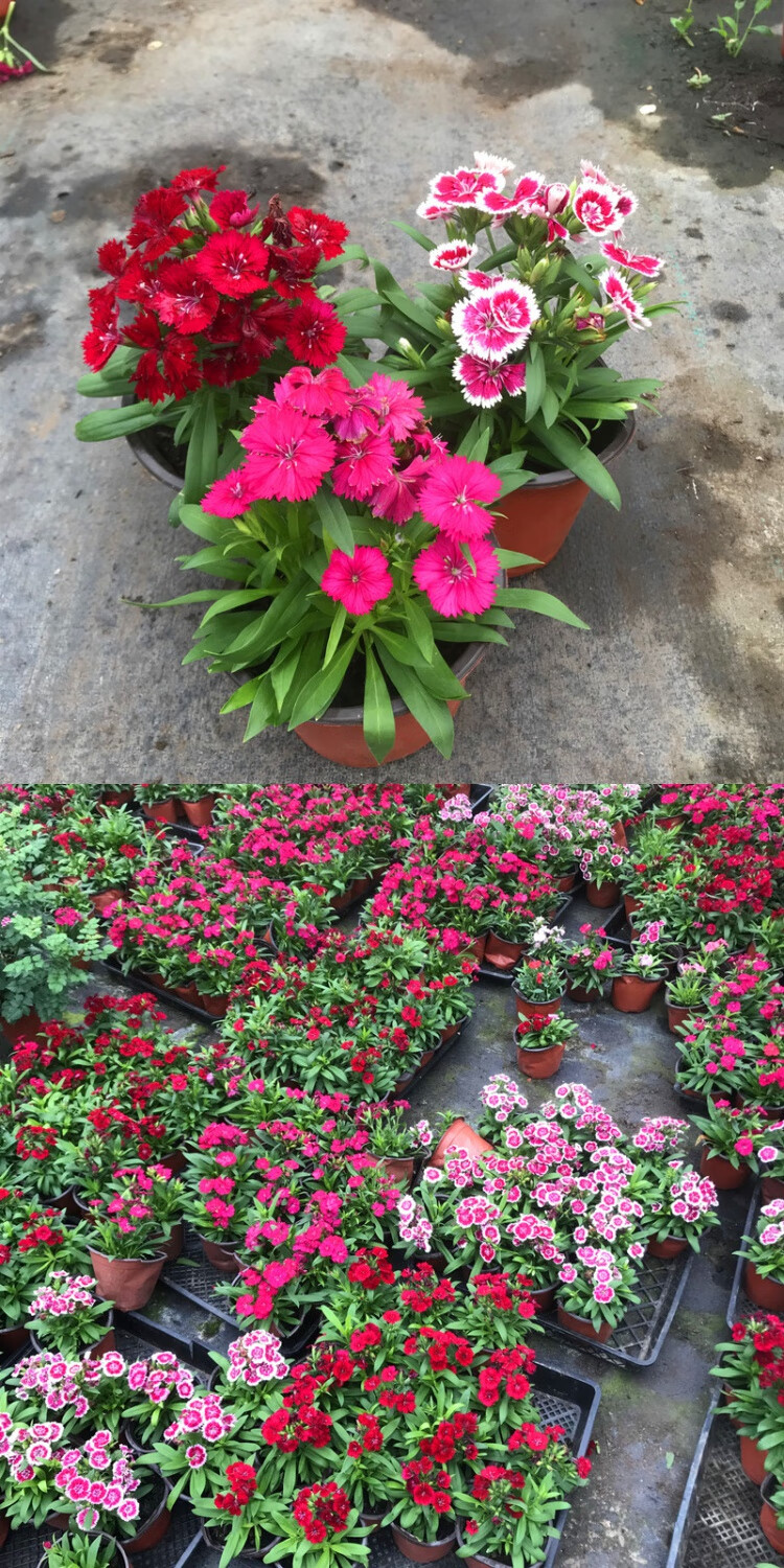 五彩石竹花盆栽室外阳台庭院植物花卉绣球石竹耐寒花期长带花发货