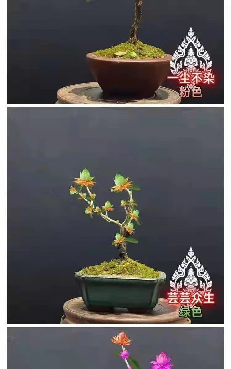 【精选现发】天然檀香苗平安聚财纳福金莲花苗盆栽花卉南北方种植耐寒