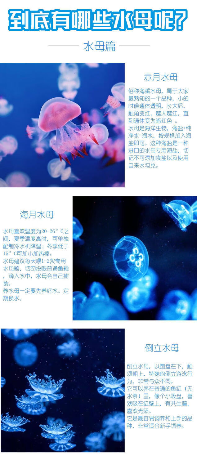 灯泡杯 套餐一:1只水母(赤月或海月)【图片 价格 品牌 报价】-京东