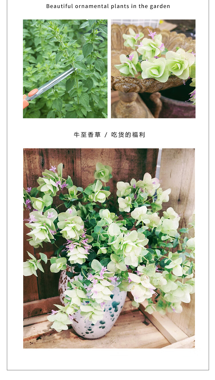 牛至4个品种可选 甜牛至 希腊 红花 美女肯特 食用/观赏香草 红花牛至