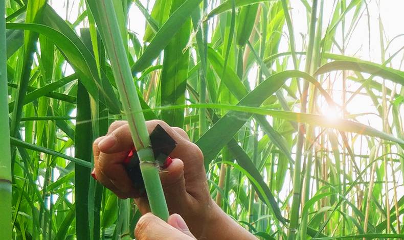 笛膜 透白笛膜套装 专业 竹笛膜 芦苇笛膜 天然笛子膜考级笛膜