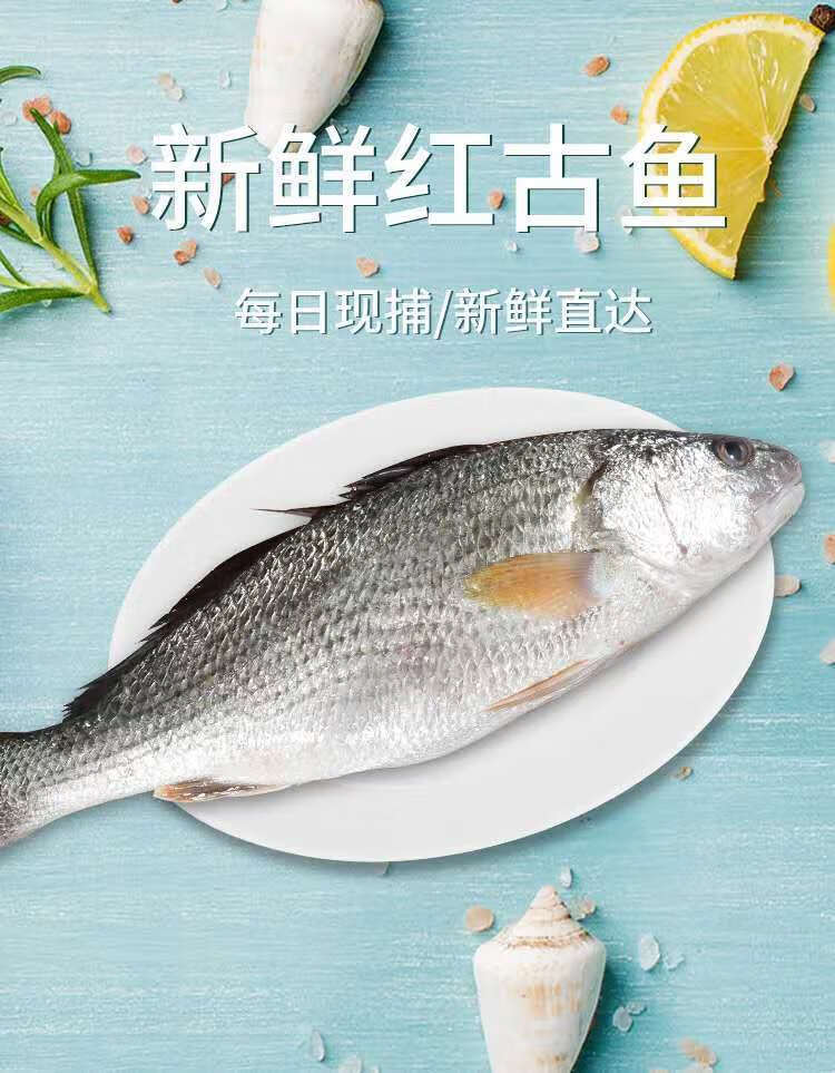 lism東山島紅古魚海鱸魚1斤10斤現撈紅古海捕海魚海鮮新鮮活凍紅古魚