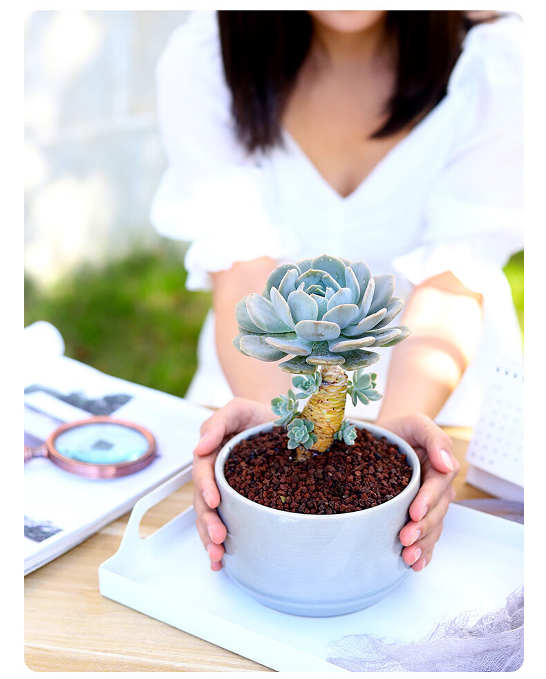 鲁氏石莲老桩多肉植物大颗好养稀有品种大株白凤盆栽蓝色肉肉花卉白凤 2年老桩 朴叶 含盆 图片价格品牌报价 京东