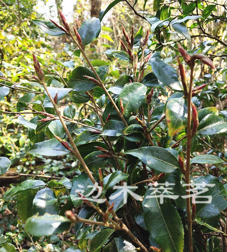 2022年春茶云南野生紫芽孢茶紫芽苞茶古树芽孢普洱生茶散茶100g500克