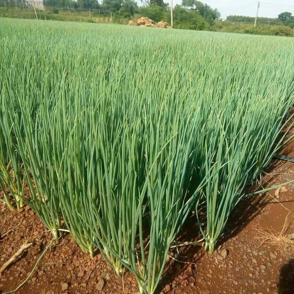 葱种籽子四季小香葱种籽青葱春夏秋季蔬菜盆栽农家菜种籽阳台种菜 四