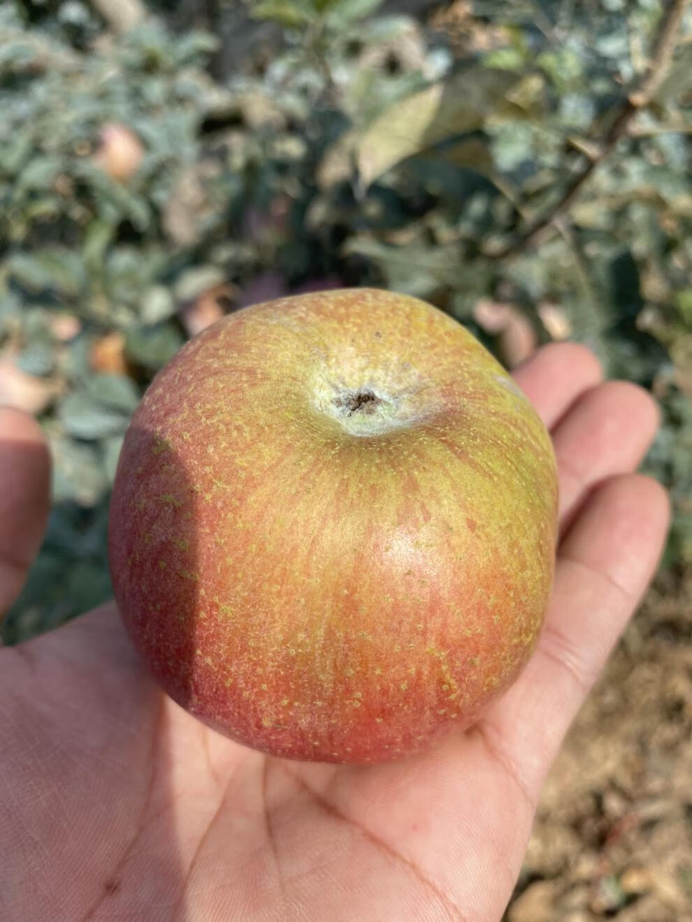 山东小国光苹果老树国光丑酸甜水果精选好果皮薄肉厚脆甜多汁鲜嫩爽口