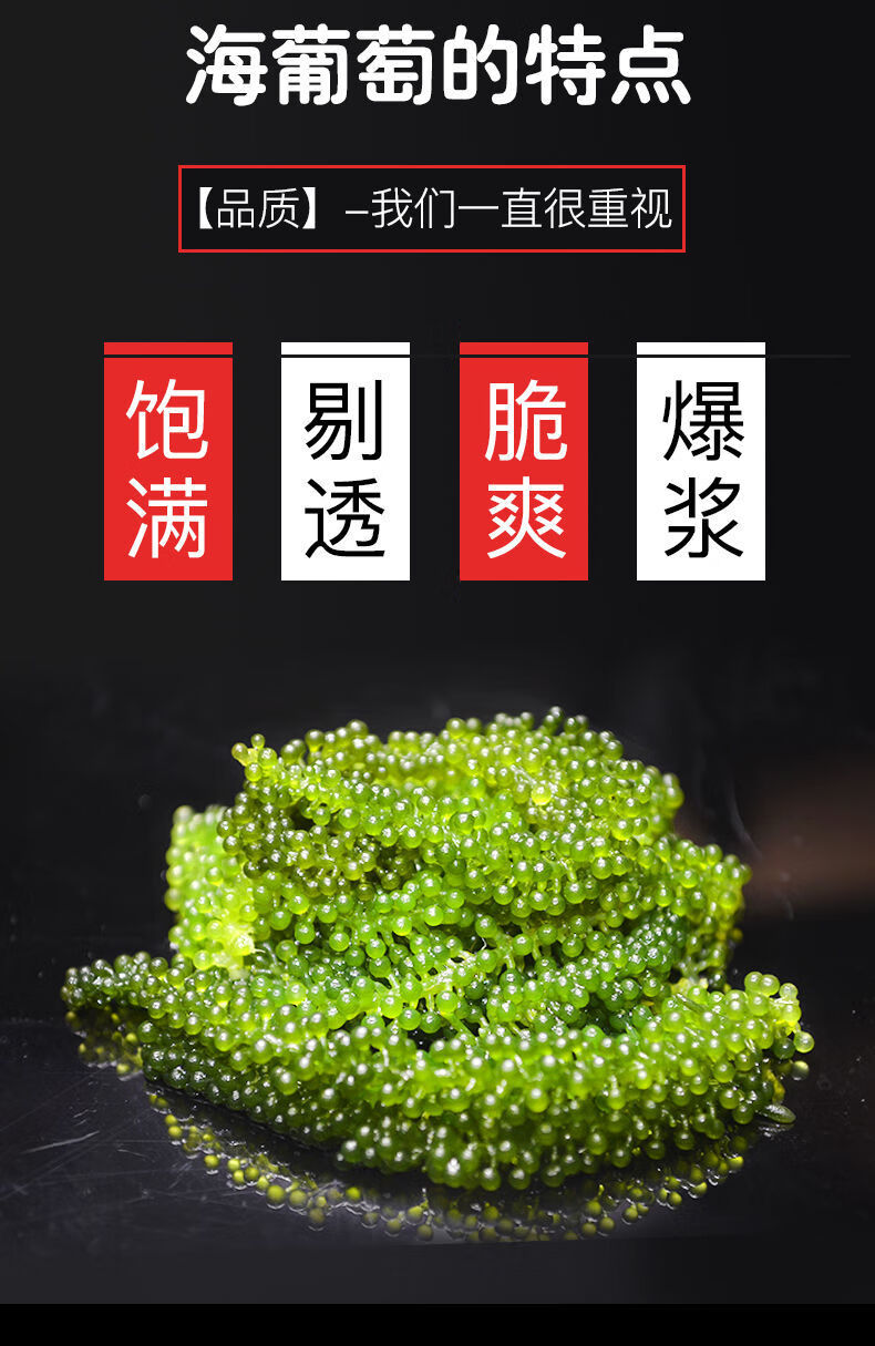 即食盐渍海葡萄100g新鲜网红绿色海洋海藻菜海草长寿菜配酱料港荣装