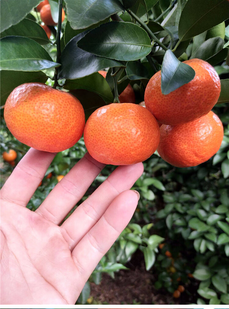 顺丰速运正宗四会沙糖桔皇帝特产应季新鲜水果小砂糖橘子薄皮10斤时令