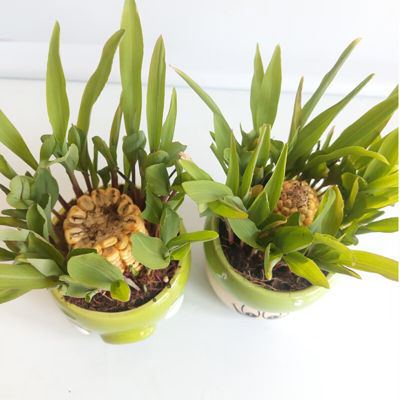 伊人如水 四季水培黄玉米盆栽学生幼儿园观察办公室植物水培蔬菜生长