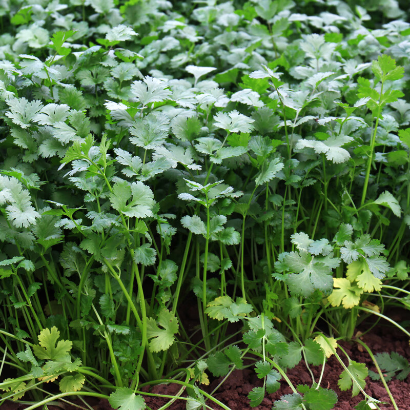 春光岛农家新鲜小叶香菜2斤3斤绿色蔬菜青菜四季现摘带根当季露天自种