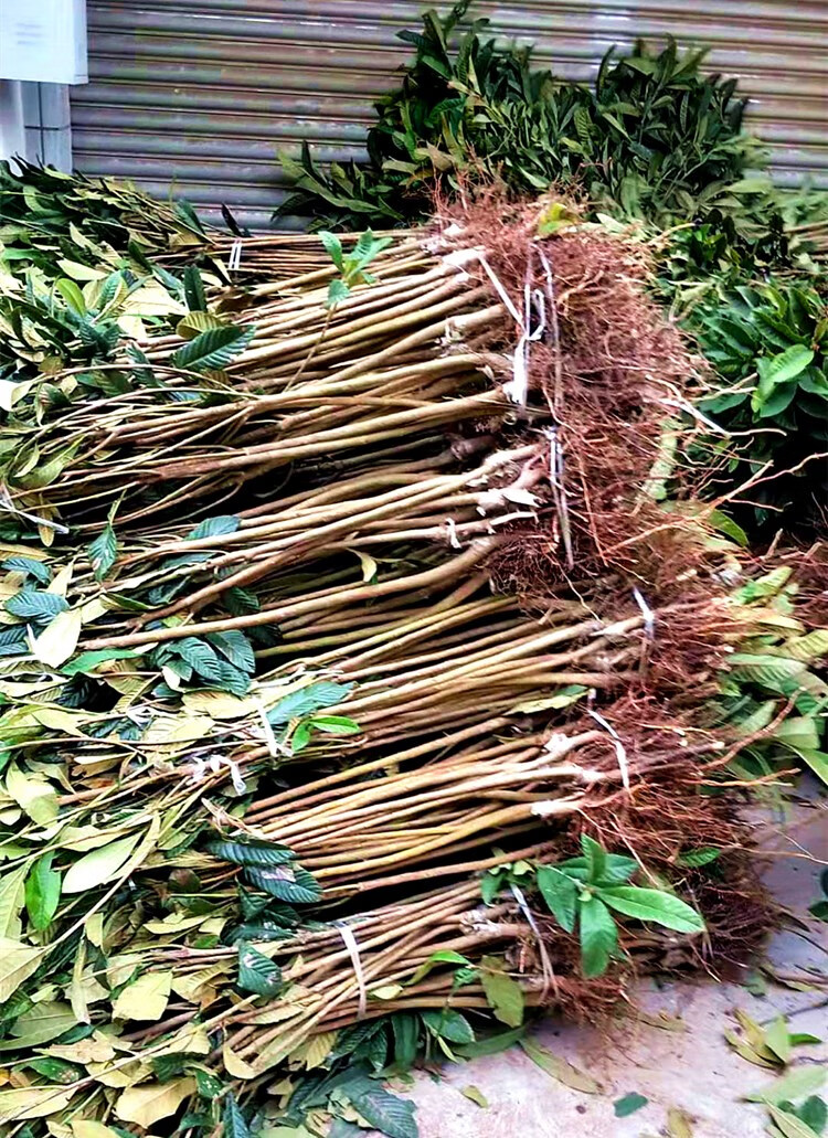 狗尾草枇杷果苗无核砂糖枇杷苗树无籽琵琶嫁接盆栽特大庭院种植枇杷