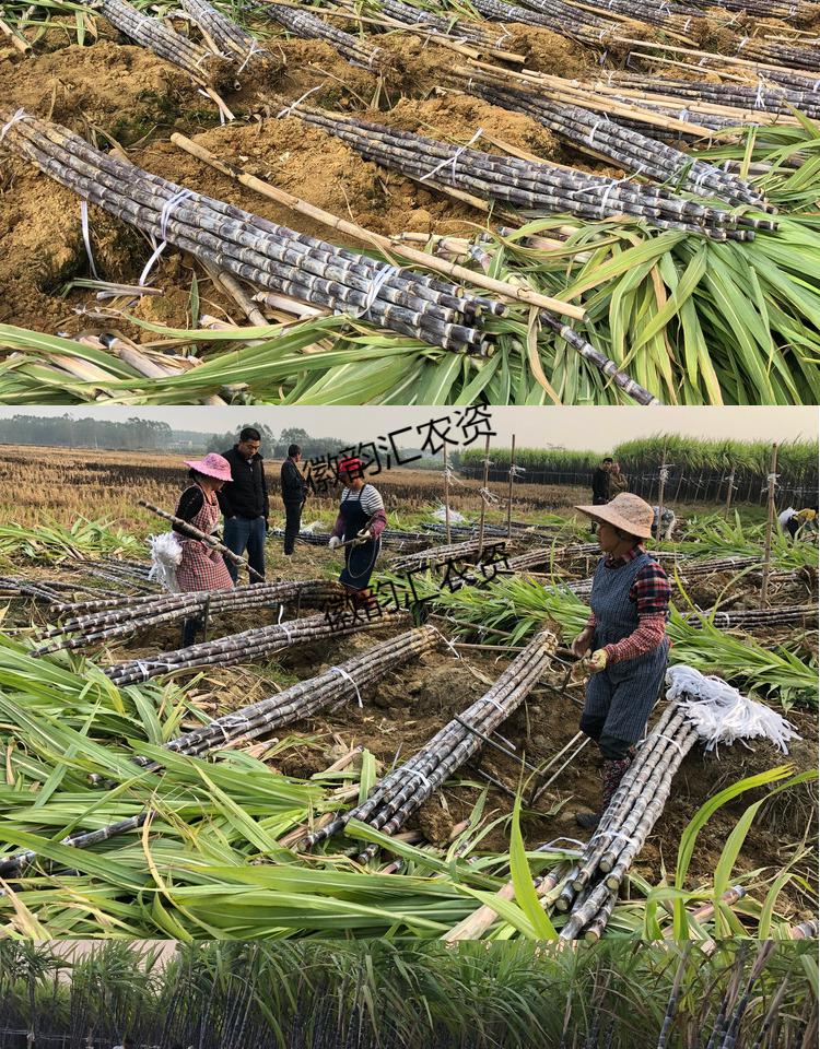 陇聚福甘蔗种苗黑皮甘蔗秧苗水果紫皮广西红皮甘蔗秧苗早熟抗寒冷脆甜