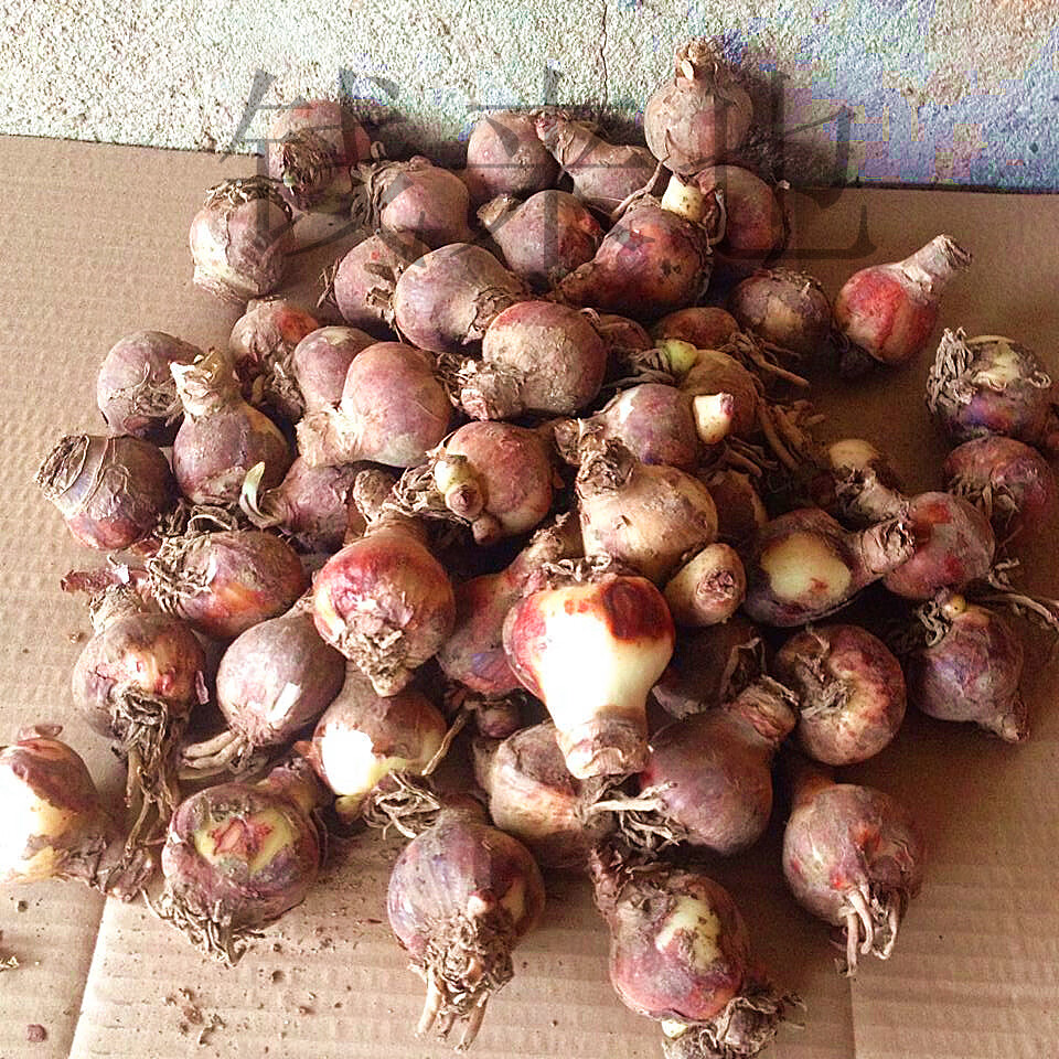 金枝恋 盆栽球根花卉水培植物 荷兰朱顶红种球 重瓣朱顶红大种球现货