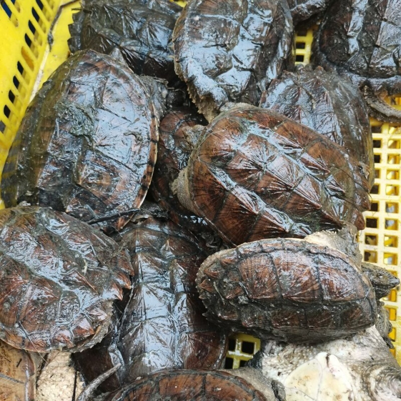 【京东推荐】可以吃大龟食用龟乌龟活体小鳄龟大鳄龟菜龟肉龟好吃 21