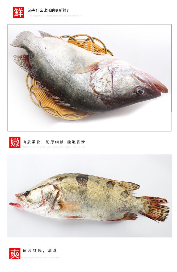 lism桂鱼0925斤以上条鲜鳜鱼新鲜冷冻桂鱼桂花鱼季花鱼海鲜水产桂鱼1