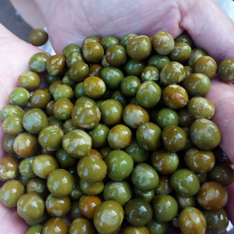 2020新货农家新鲜鸡头籽芡实鸡头果鸡头米芡实米500g