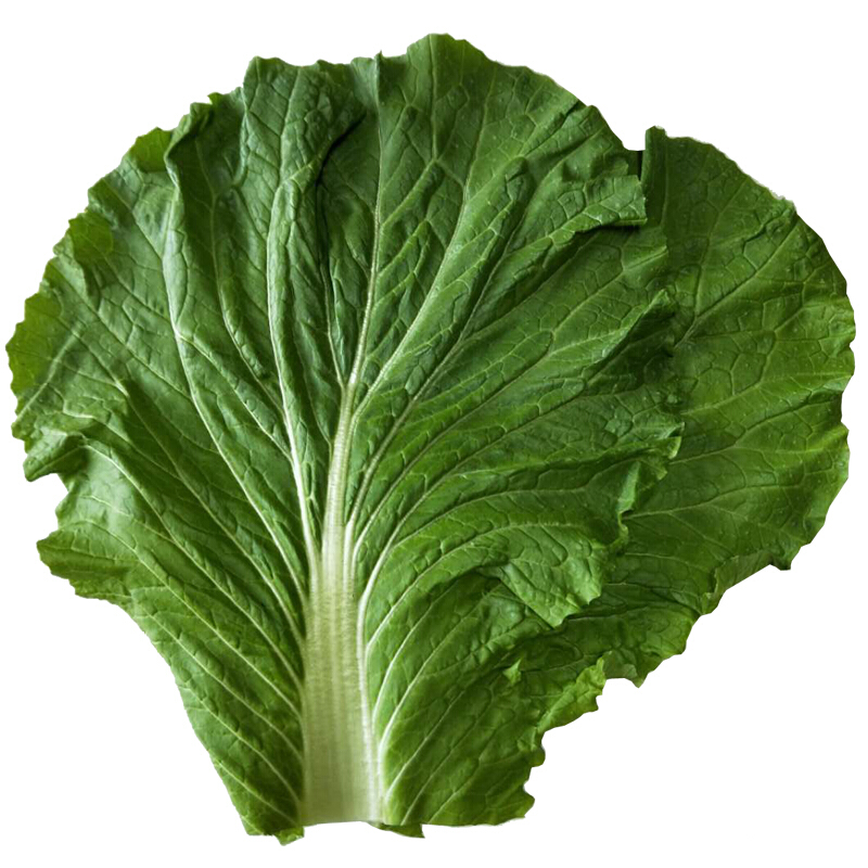 白菜叶饭包叶东北大白菜叶子20片大白菜新鲜蔬菜叶800g