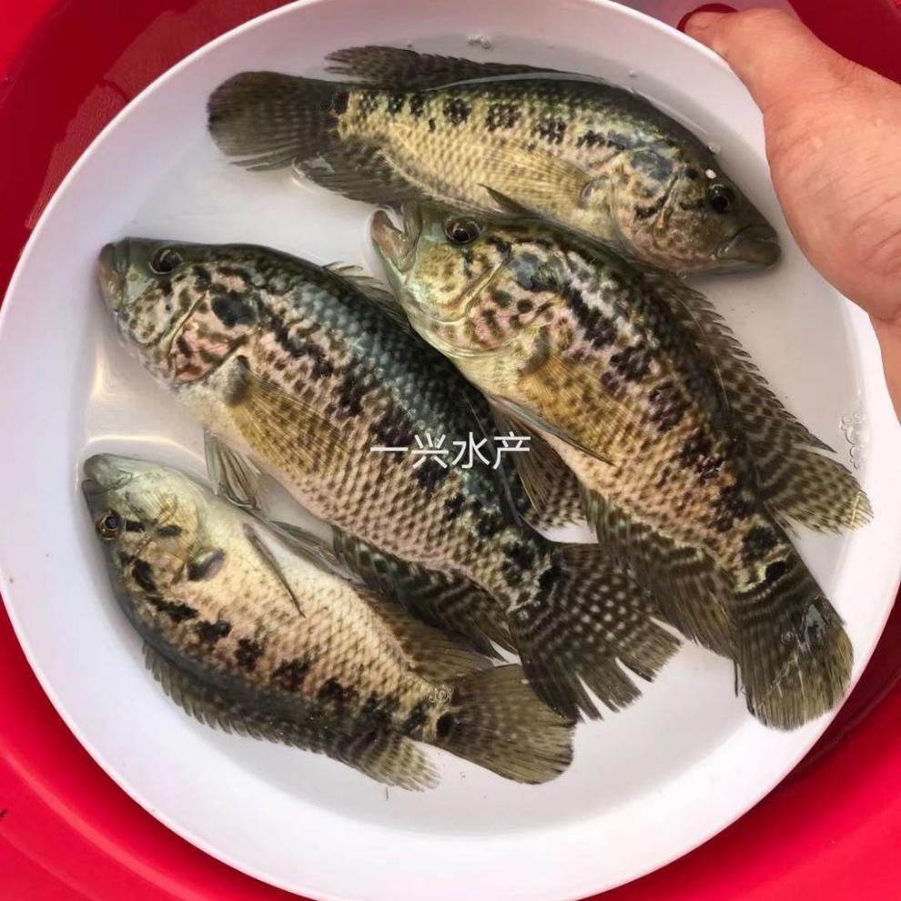 淡水石斑魚苗魚淡水石斑魚苗花斑魚苗老虎斑活體包活710公分200條