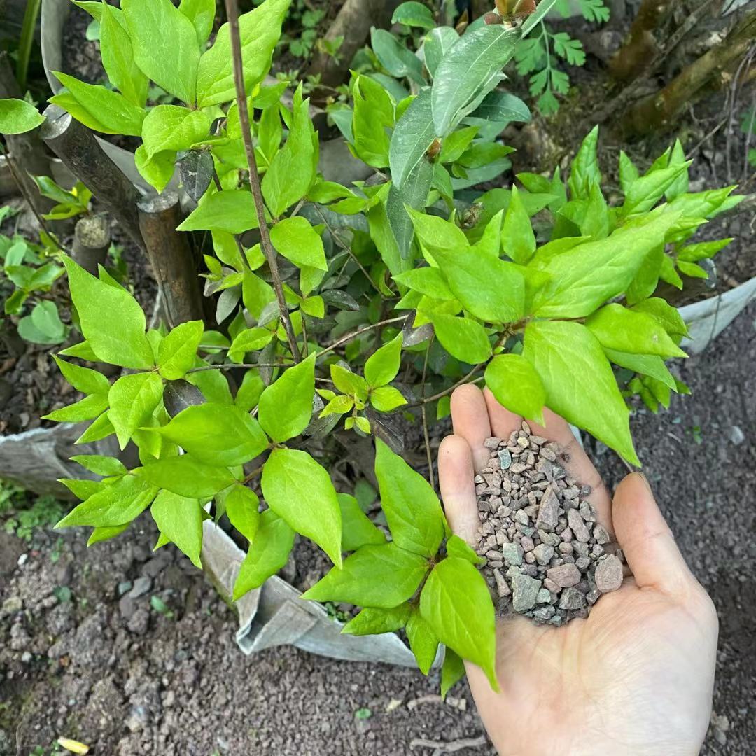 四川天然風化石顆粒土金彈子映山紅生樁老樁蘭花盆栽酸性營養土 7.