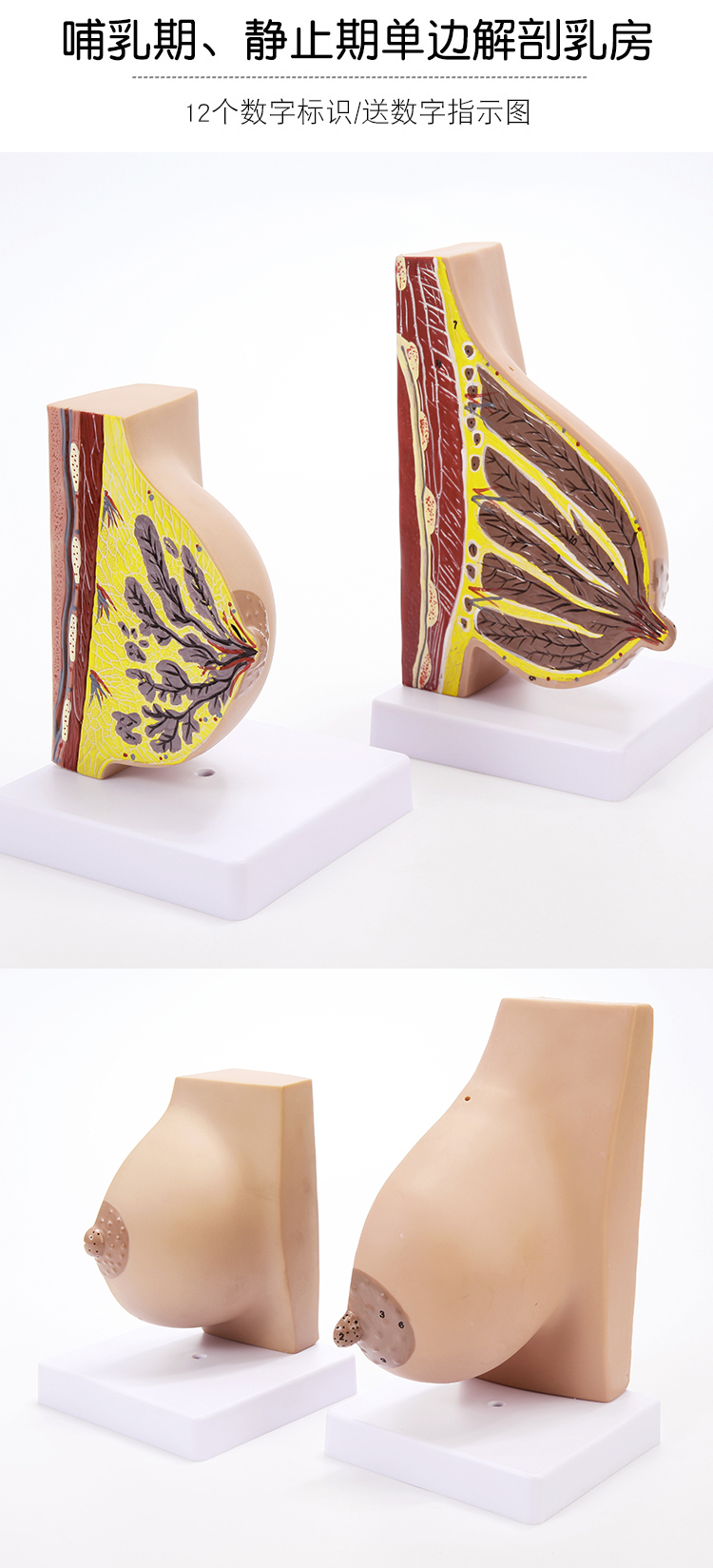 静止期乳房解剖模型 【版】【图片 价格 品牌 报价】-京东