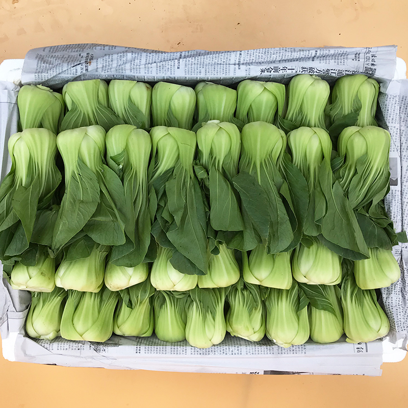 上海青a优255kg泡沫箱装10箱