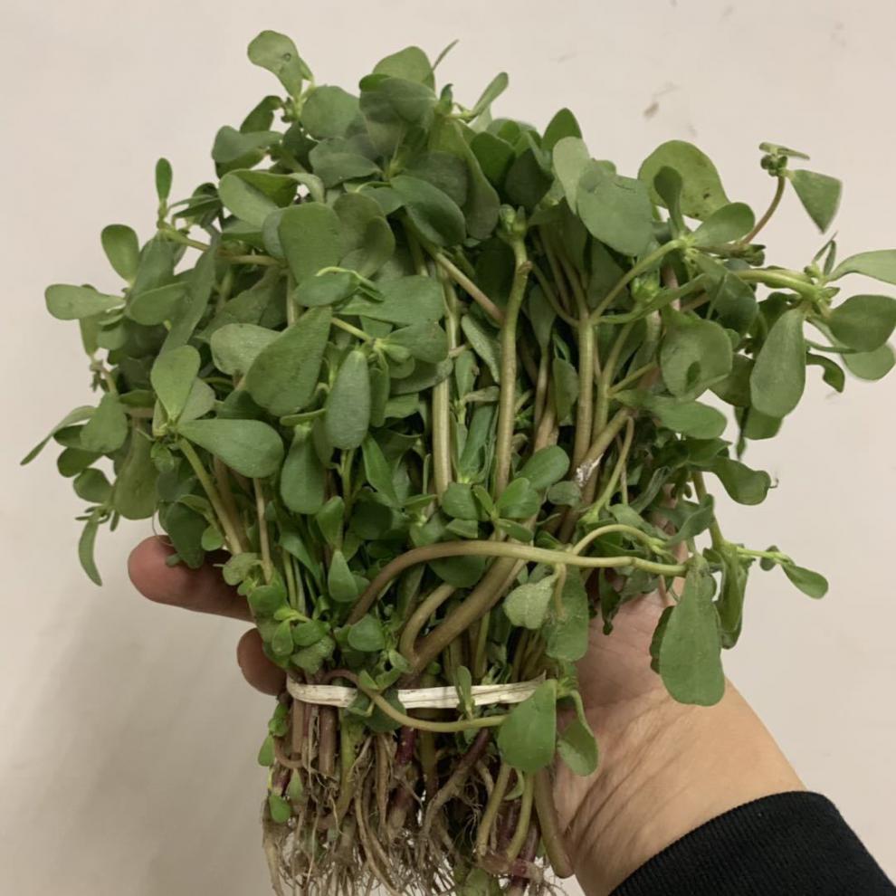 马齿苋菜新鲜25斤老马齿菜马齿笕蚂蚁菜马蜂菜长寿菜新鲜马齿苋2斤