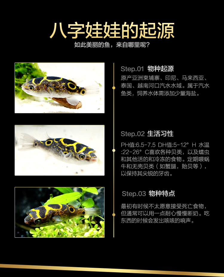 河豚鱼活体活鱼八字娃娃潜水艇狗头汽水域观赏鱼鸡泡肉食鱼萌宠网红鱼宠物鱼包活现货 岚黛眼镜娃娃 1条 8 10cm 图片价格品牌报价 京东