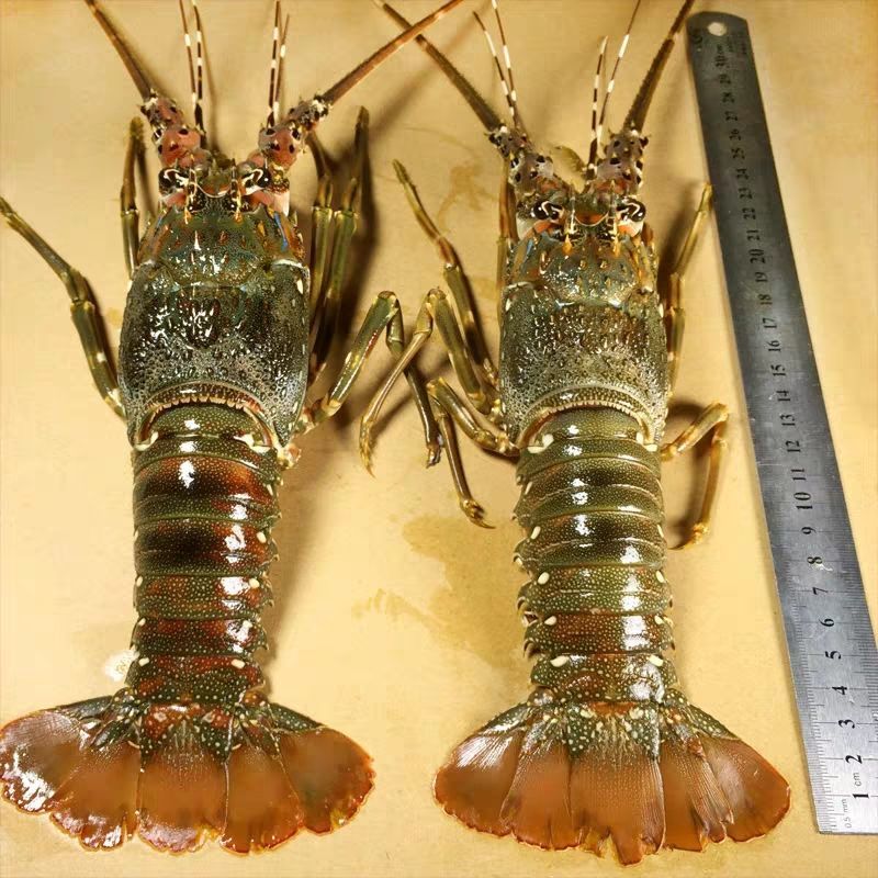 湛江龙虾大青龙虾海鲜鲜活波士顿龙虾冷冻水产特大花龙虾小青龙虾 北