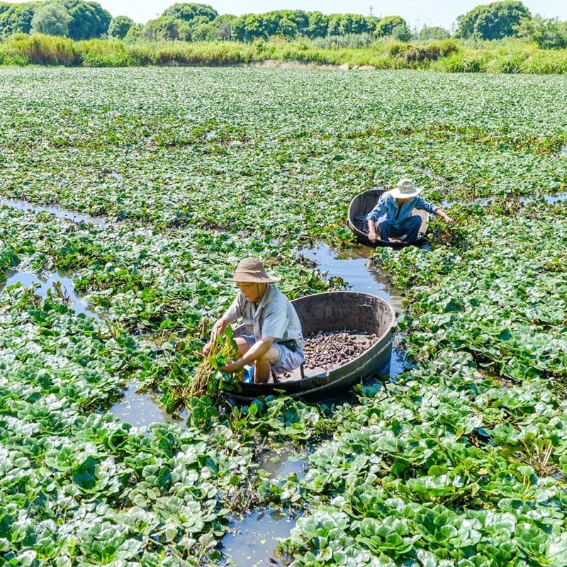 菱种孑四季高产池塘水缸盆栽水生植物青菱种籽 两角高产菱角种子500克