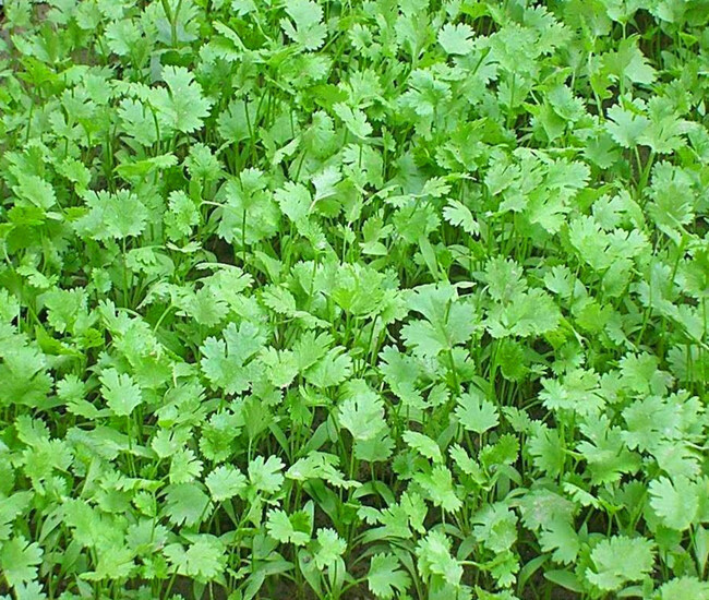 香菜种子 春夏秋冬菜园播种 阳台盆栽四季播种耐寒 四季蔬菜种子 香菜