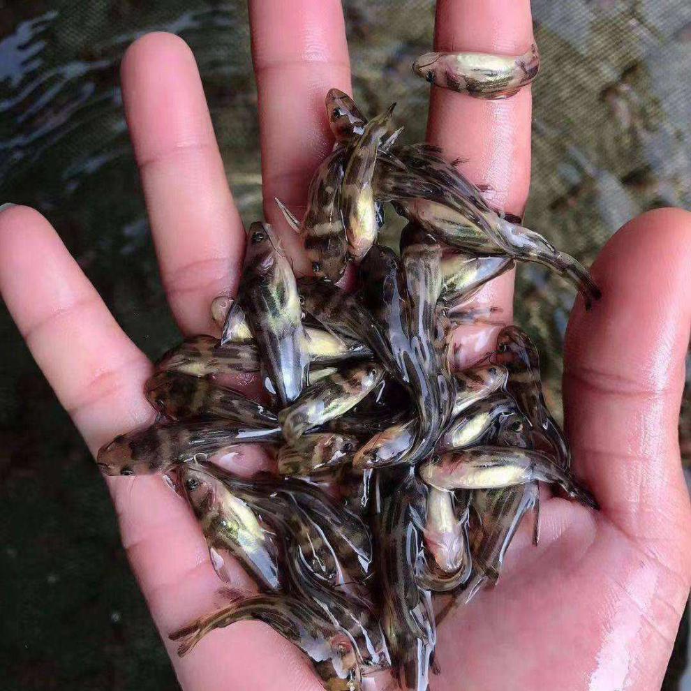 卡洛布布 黄颡鱼苗活体黄骨鱼苗淡水养殖昂刺食用黄丫头黄鸭叫黄辣丁