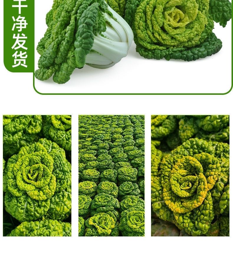 黄心菜新鲜蔬菜农家自种乌塌菜小白菜菊花心青菜黄心乌1斤5斤5斤装