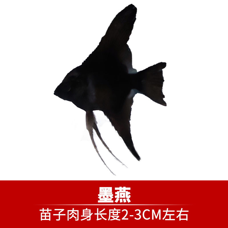 更多>>品牌: 咪凹 商品名稱:【京東】觀賞魚神仙魚燕魚秘魯燕魚魚苗活