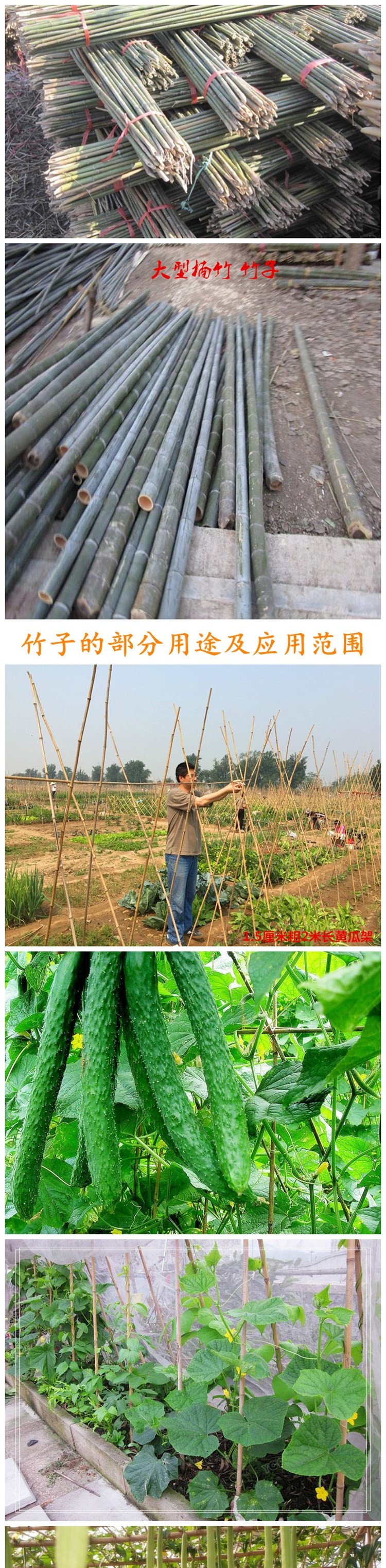 竹子细竹竿子菜园搭架子 细竹杆粗篱笆彩旗杆豆角架黄瓜架竹杆子 m7 3