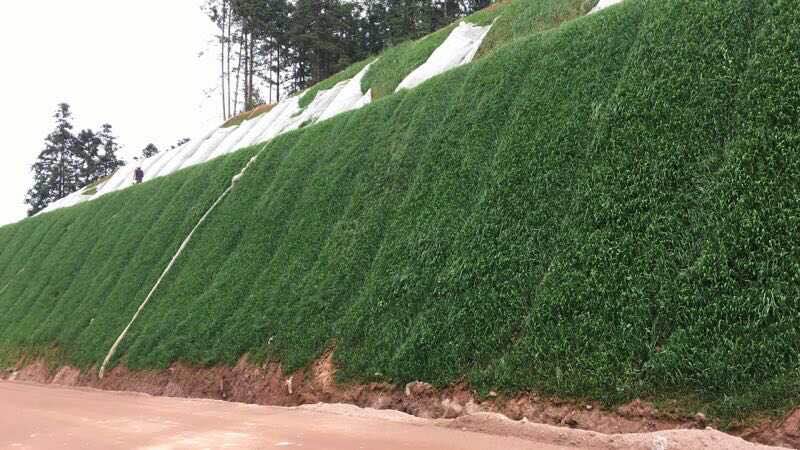 草坪种子 马尼拉草籽高羊茅庭院绿化草皮护坡固土草种籽 四季常青